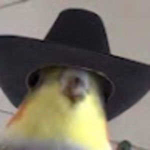 Meet your Posher, Donovan